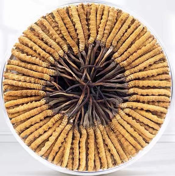 岳普湖冬虫夏草回收